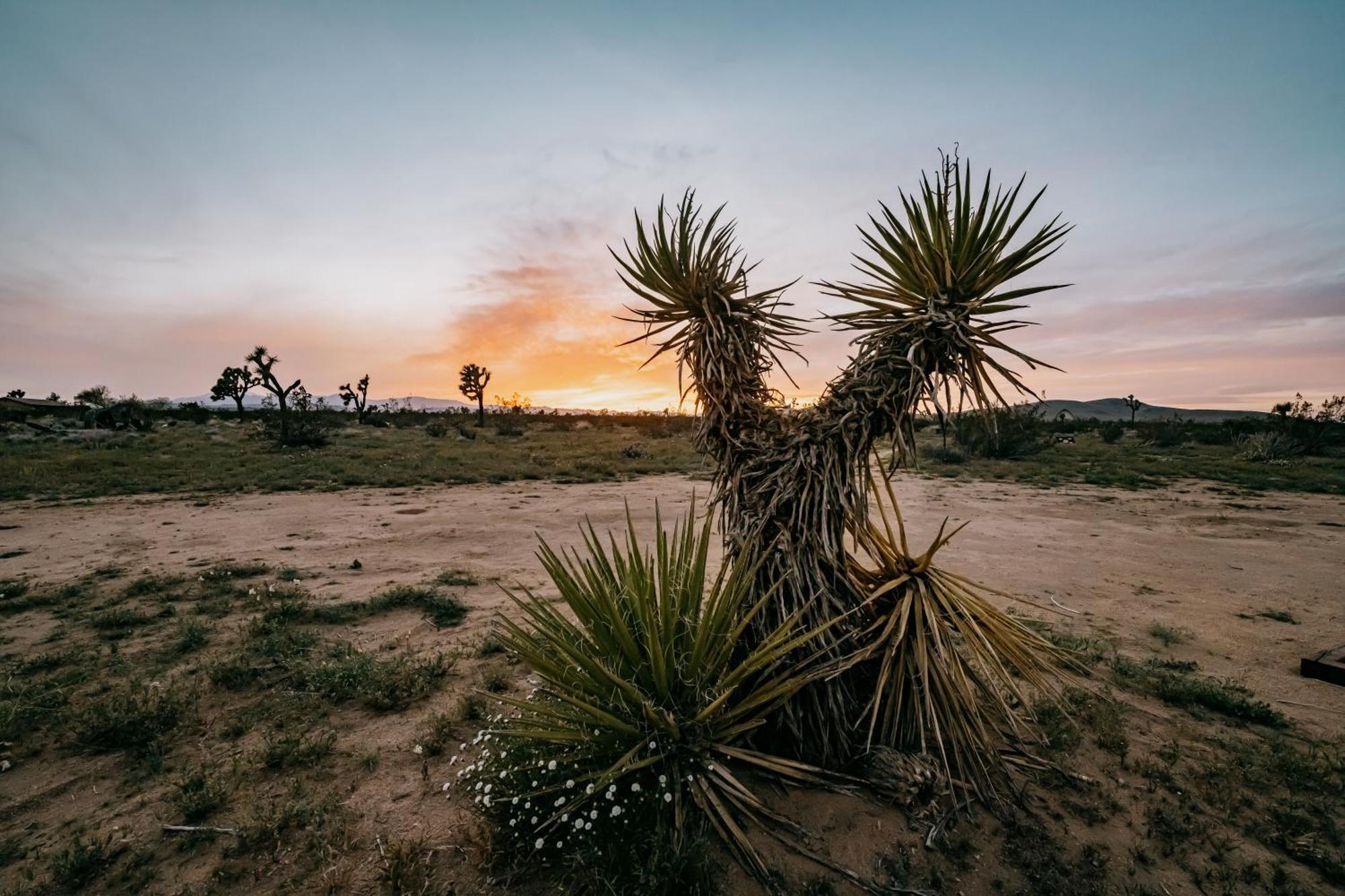 Coyote Tracks - A Modern Desert Experience Villa Joshua Tree Buitenkant foto